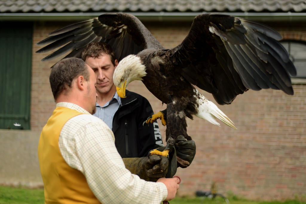 Hound & Hawk roofvogel workshop 1